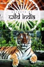 Тайны дикой природы Индии: Хищники джунглей