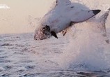 Сцена из фильма Царство больших акул / Big Sharks Rule (2018) Царство больших акул сцена 1