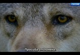 Сцена из фильма Путешествие волка / L'Odyssée du Loup (2019) Путешествие волка сцена 5
