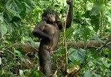 ТВ BBC: Наедине с природой: Карликовые Шимпанзе / BBC: Pygmy Chimpanzee (2004) - cцена 5