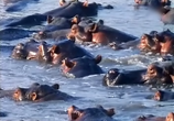 ТВ BBC: Наедине с природой: Бегемоты без воды / BBC: HIPPOS out of water (2004) - cцена 3