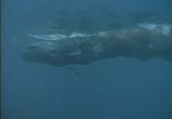 Сцена из фильма Подводная одиссея команды Жака Кусто (1943-1998) / Underwater Odyssey of a command of Cousteau (1977) Подводная одиссея команды Жака Кусто (1943-1998) сцена 3