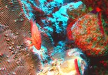 Сцена из фильма Тайны подводного мира 3D / Deep Sea 3D (2006) Тайны подводного мира 3D сцена 3