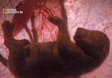 Сцена из фильма National Geographic: Жизнь до рождения: Собаки / In The Womb Dogs (2009) National Geographic: Жизнь до рождения: Собаки сцена 3