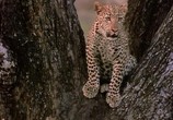 Сцена из фильма BBC Жизнь животных: Леопард / BBC The Wildlife Specials: Leopard (1999) BBC Жизнь животных: Леопард сцена 3