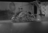 Сцена из фильма Мозг Донована / Donovan's Brain (1953) Мозг Донована сцена 3