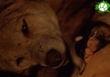 ТВ Все о Динго / In the Wild Return of the Dingo (2018) - cцена 3