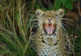 Сцена из фильма PBS Nature: Тайная жизнь леопарда / PBS Nature: Revealing the Leopard (2010) PBS Nature: Тайная жизнь леопарда сцена 1
