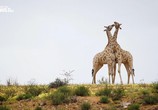 Сцена из фильма На прогулке с жирафами / Walking with Giraffes (2017) На прогулке с жирафами сцена 4
