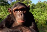 Сцена из фильма Человекообразные обезьяны / Human Ape (2017) Человекообразные обезьяны сцена 2
