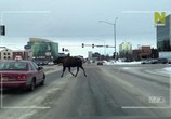 Сцена из фильма Самый дикий город Аляски / Alaska's Wildest City (2015) Самый дикий город Аляски сцена 2