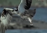 Сцена из фильма BBC: Наедине с природой: Скопа. Ястреб - рыболов / BBC: OSPREYS The Fish Hawks (2004) BBC: Наедине с природой: Скопа. Ястреб - рыболов сцена 7