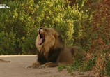 Сцена из фильма Намибия - убежище гигантов / Namibia, Sanctuary of Giants (2016) Намибия - убежище гигантов сцена 3