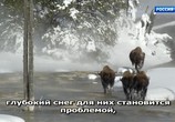 ТВ Рождество в дикой природе / It’s a wild Christmas (2018) - cцена 5