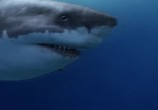 ТВ National Geographic: Доисторические хищники. Акула-чудовище / Prehistoric Predators. Monster Shark (2008) - cцена 8