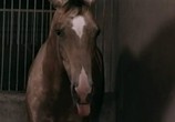 Сцена из фильма Самый красивый конь (1977) Самый красивый конь сцена 3