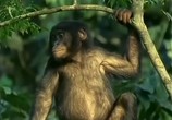 ТВ BBC: Наедине с природой: Карликовые Шимпанзе / BBC: Pygmy Chimpanzee (2004) - cцена 2