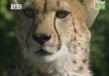 ТВ Animal Planet: Как вырастить гепардов / Animal Planet: Growing up cheetah (2004) - cцена 3