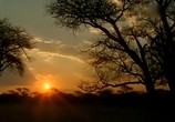 ТВ BBC: Наедине с природой: Лесные малютки-ночные прыгуны / Bushbabies a leap in the clark (2004) - cцена 6