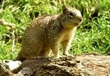 ТВ BBC: Наедине с природой: Суслики в осаде / BBC: Squirrels under SIEGE (2000) - cцена 1