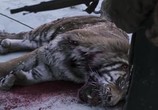 Сцена из фильма Тигр / Daeho (2015) Великий тигр сцена 4