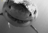 Сцена из фильма National Geographic: Суперхищники : Большая белая акула / I,Predator : Great white shark (2010) Суперхищники : Большая белая акула сцена 3