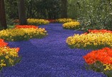 ТВ Цветы Голландии / Flowers of Holland (2008) - cцена 3