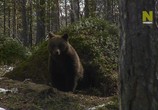 Сцена из фильма Дикая Норвегия / Wild Norway (2017) Дикая Норвегия сцена 1