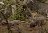 Сцена из фильма Чудо-гепард / The miracle cheetah (2017) Чудо-гепард сцена 1