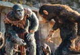 Сцена из фильма Планета обезьян: Новое царство / Kingdom of the Planet of the Apes (2024) 